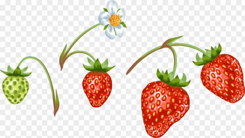 Hand Painted Strawberry Pattern Flower Aedmaasikas Food PNG