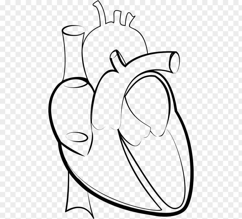 Heart Line Art Drawing Clip PNG
