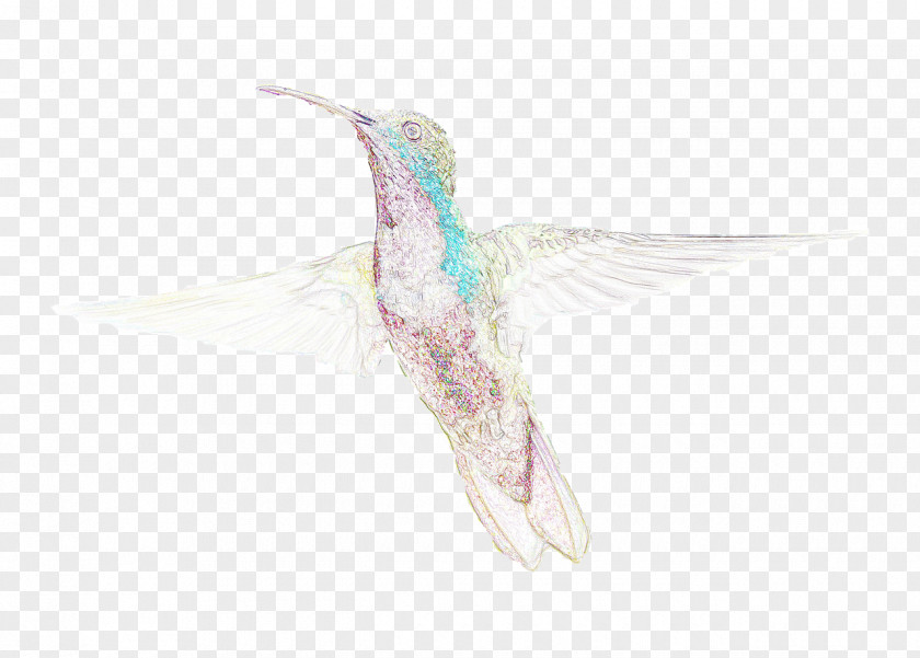 Hummingbird Watercolor Painting PNG