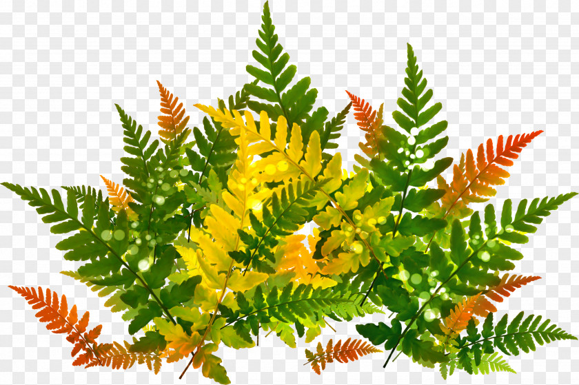 Priroda Leaf PNG