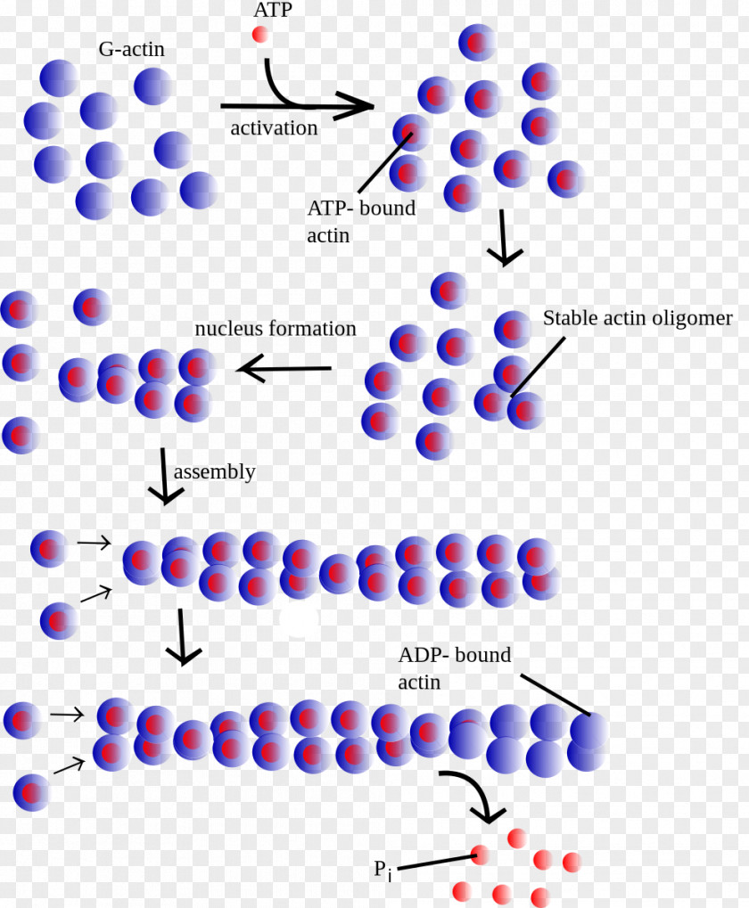 Actin Microfilament Myosin Globular Protein Filament PNG
