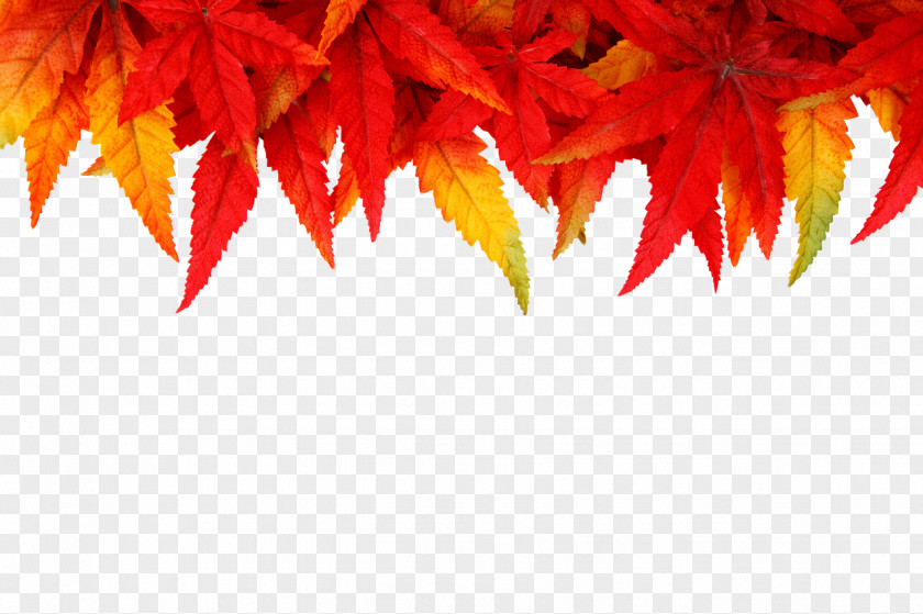 Autumn Leaves New Year's Day Wish Eve Resolution PNG