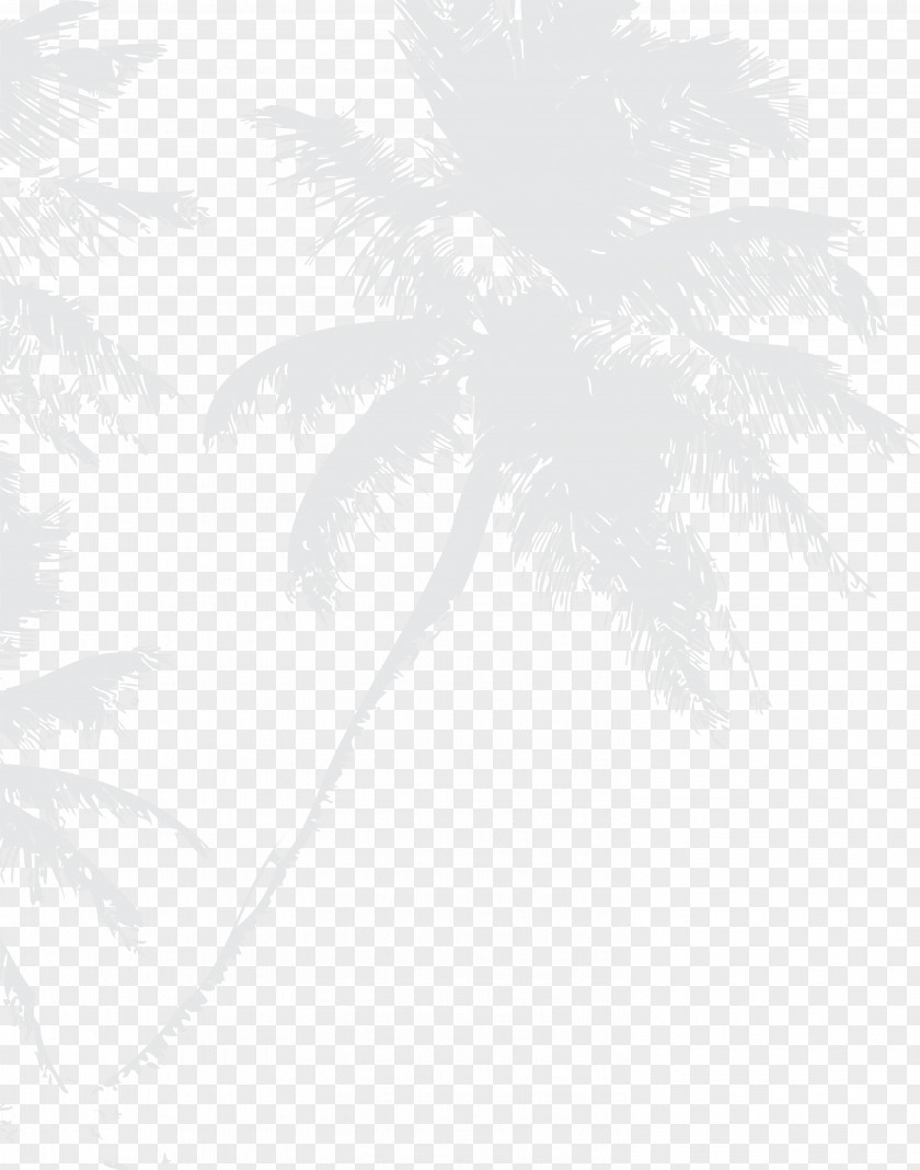 Gray Coconut Plant Water Grey PNG
