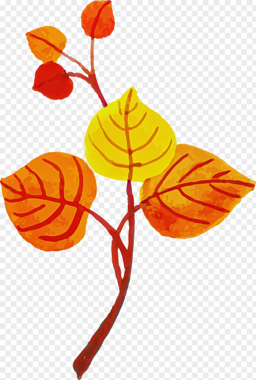 Leaf Plant Stem Petal Flower Branch PNG