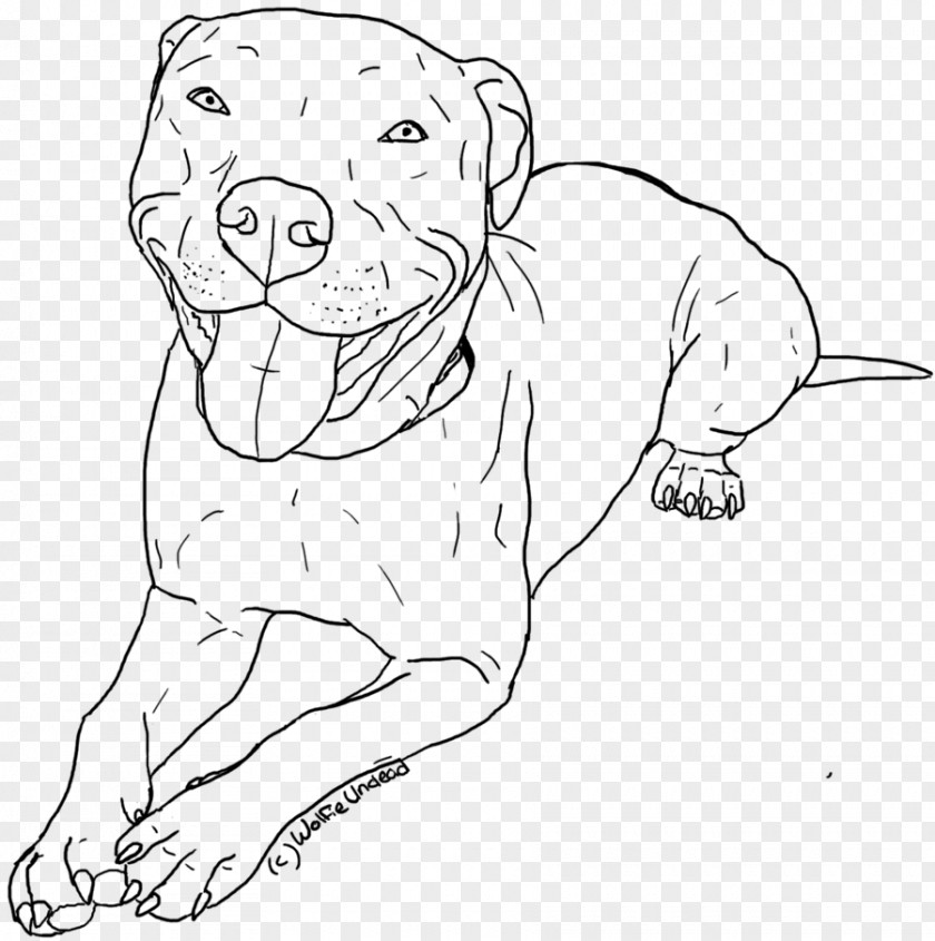Puppy American Pit Bull Terrier Drawing Coloring Book PNG