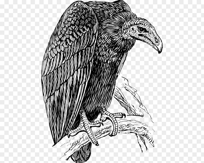 Vulture Clip Art Vector Graphics Image Drawing PNG