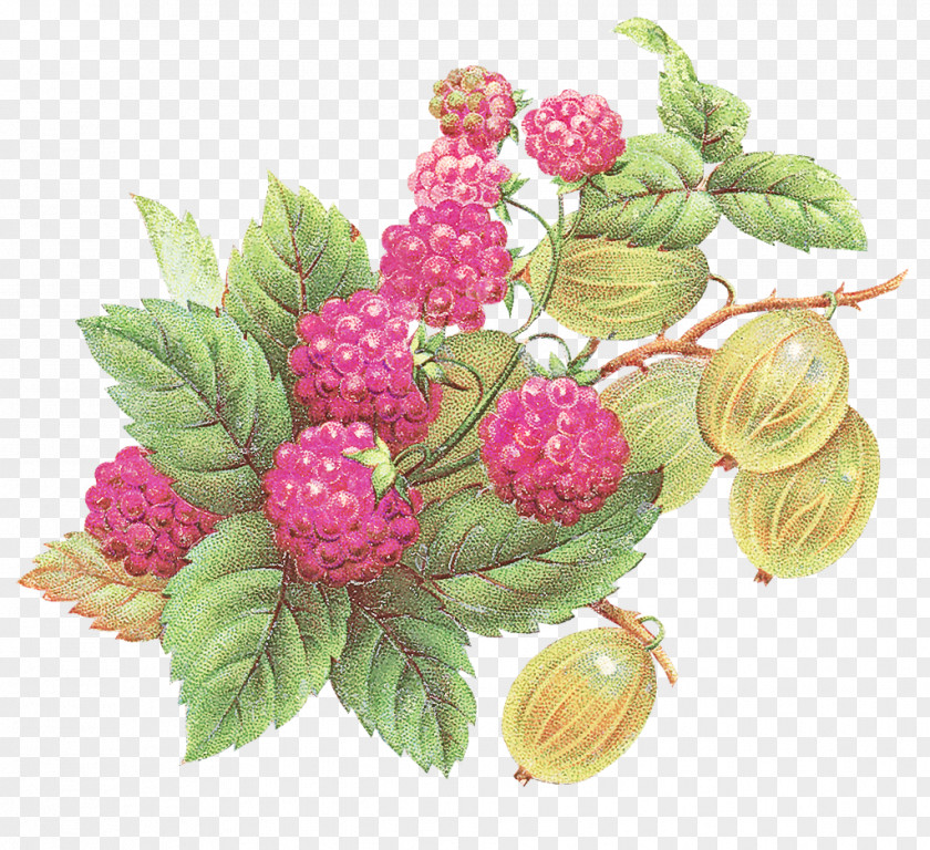 Berry Raspberry Plant Loganberry Rubus PNG