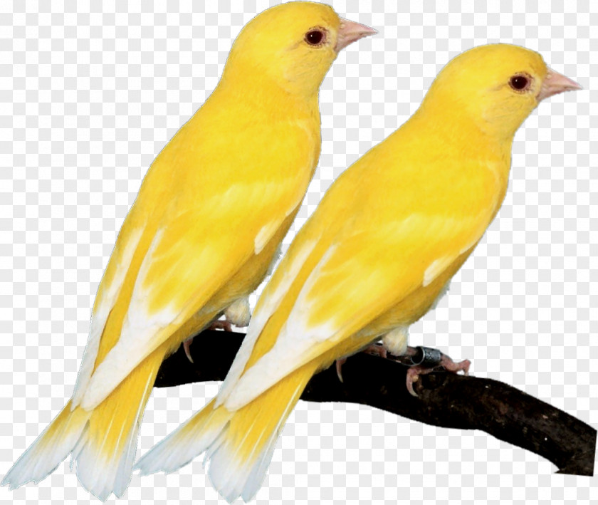 Feather Domestic Canary Eurasian Golden Oriole Old World Orioles Indian Beak PNG