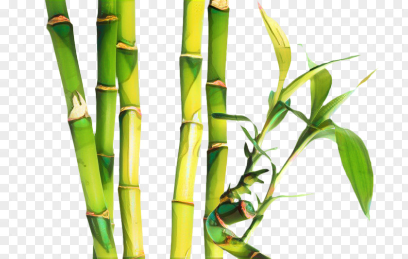 Flower Food Bamboo Background PNG