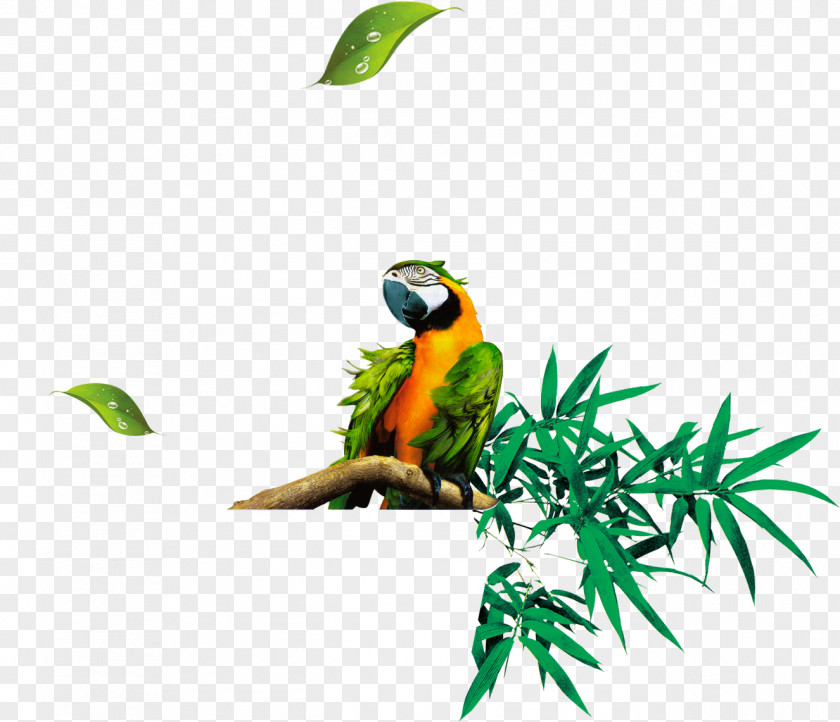 Parrot Standing On Tree Branch Bamboo Leaf Euclidean Vector PNG