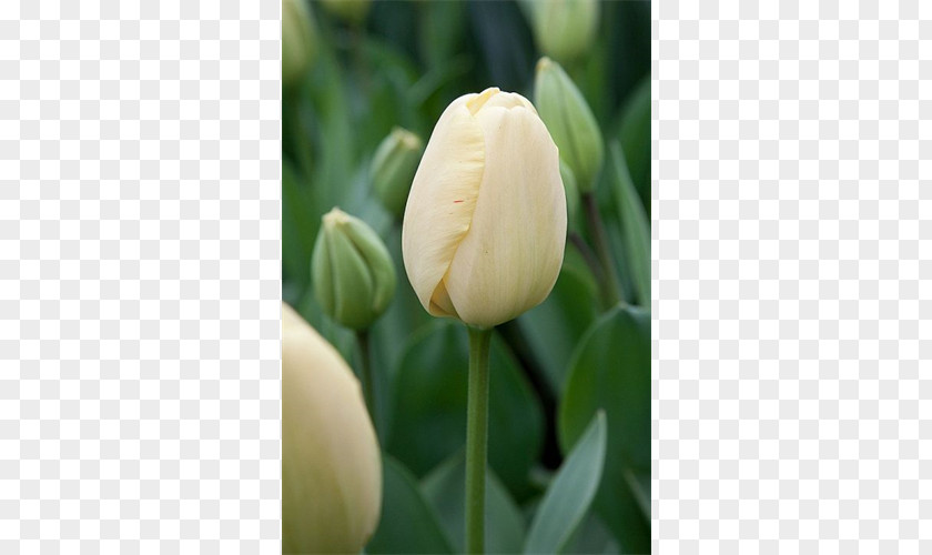 Tulip Bulb Flower Plant Stem Petal PNG