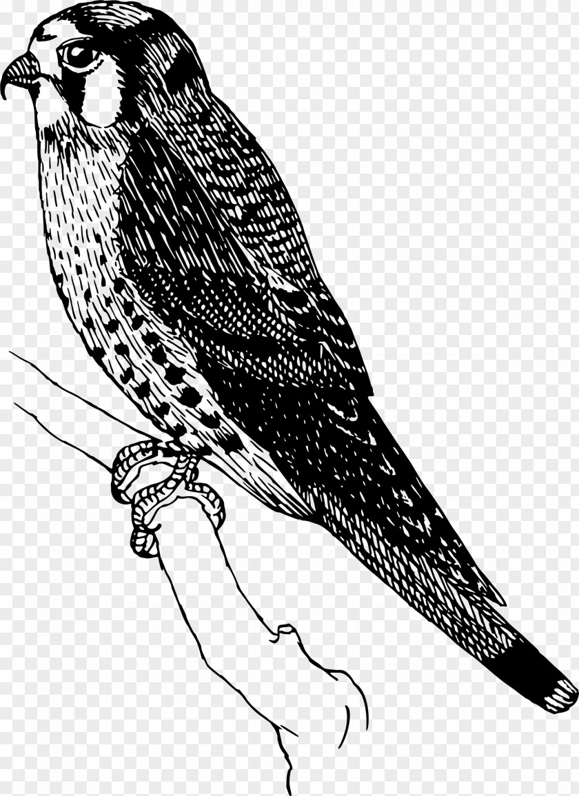 Flying Sparrow Swainson's Hawk Bird Owl Clip Art PNG