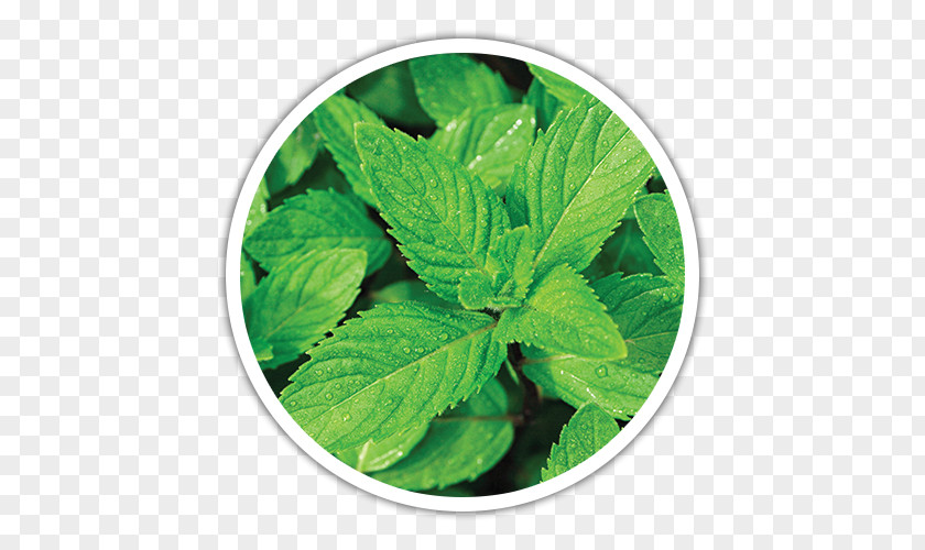 Mentha Spicata Peppermint Flavor Mints Nanaminze PNG