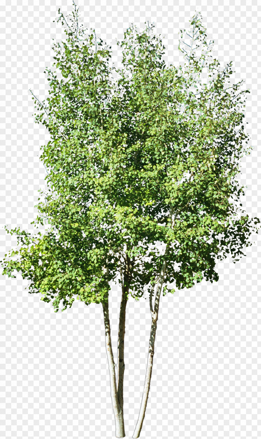 Shrubs Stock Photography Tree Drawing Royalty-free PNG