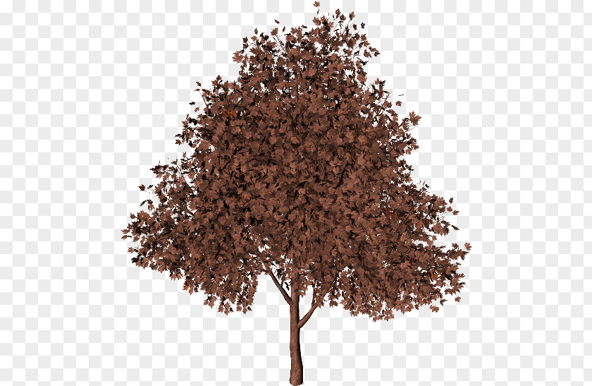 Tree Imgur Autumn PNG