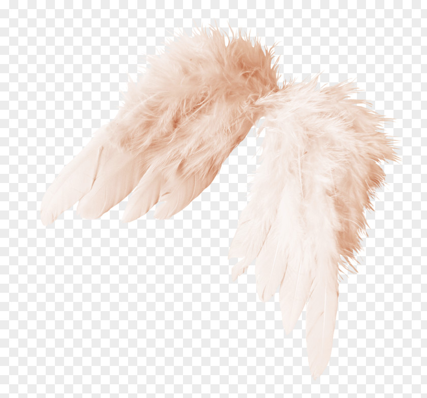Wings Material Feather PNG