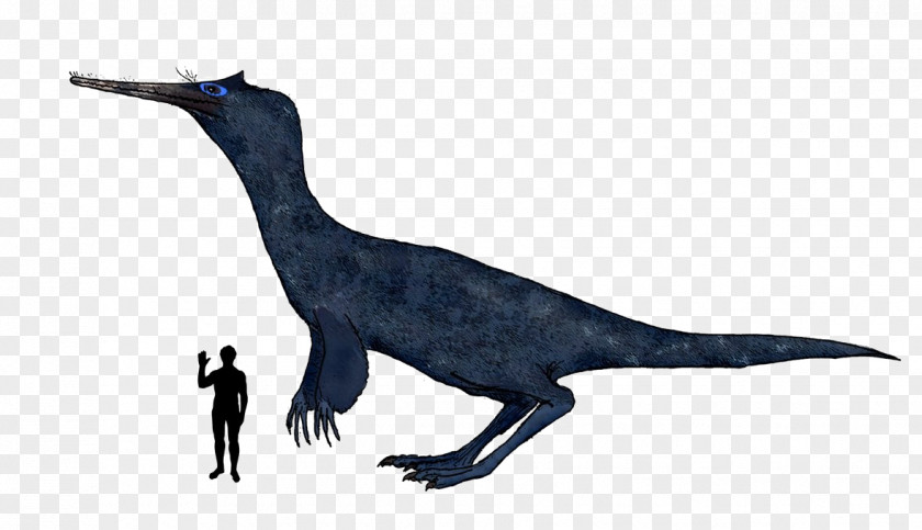 Dinosaur Velociraptor Ornithomimosauria Therizinosaur Oviraptoridae PNG
