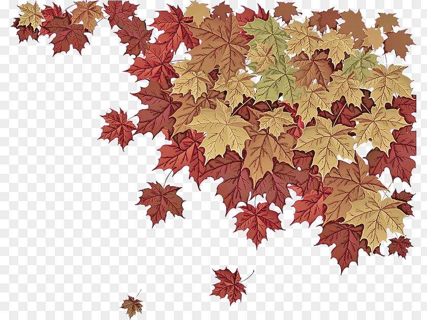 Flower Maple Leaf PNG