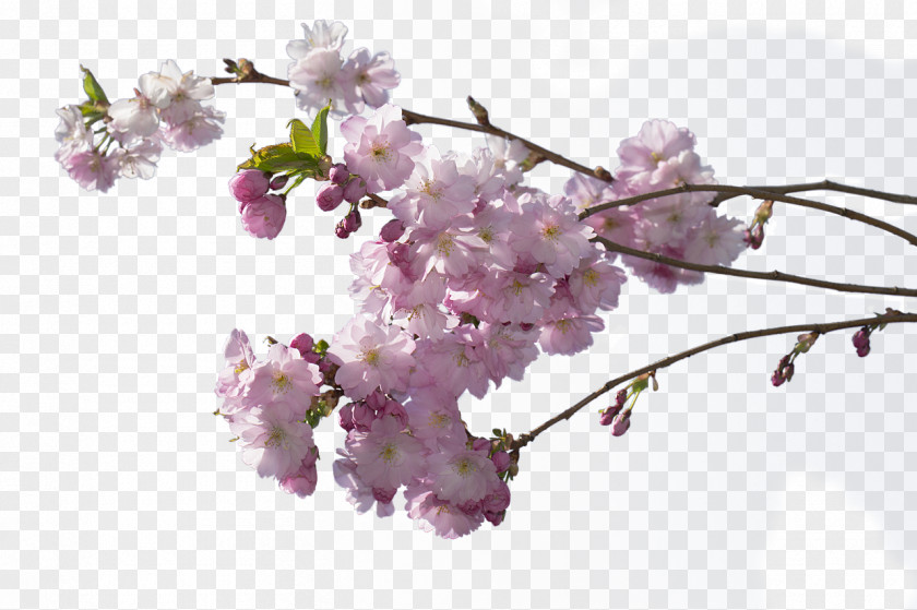 BLOSSOM Cherry Blossom Clip Art PNG