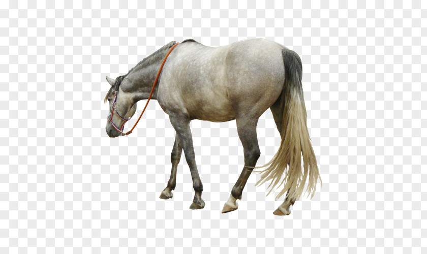 Grey Horse Bow Andalusian Arabian Mustang American Quarter PNG