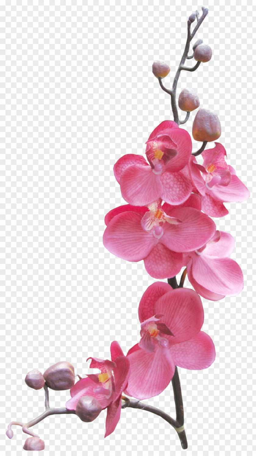 Orchids Picture Frames PNG