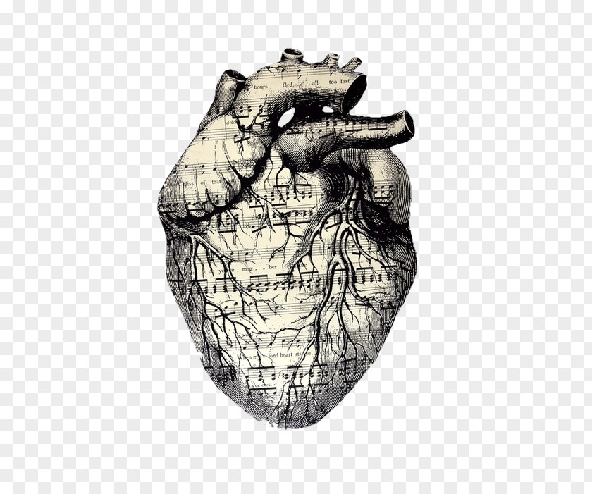 Sloth Heart Drawing Musical Theatre Artist PNG