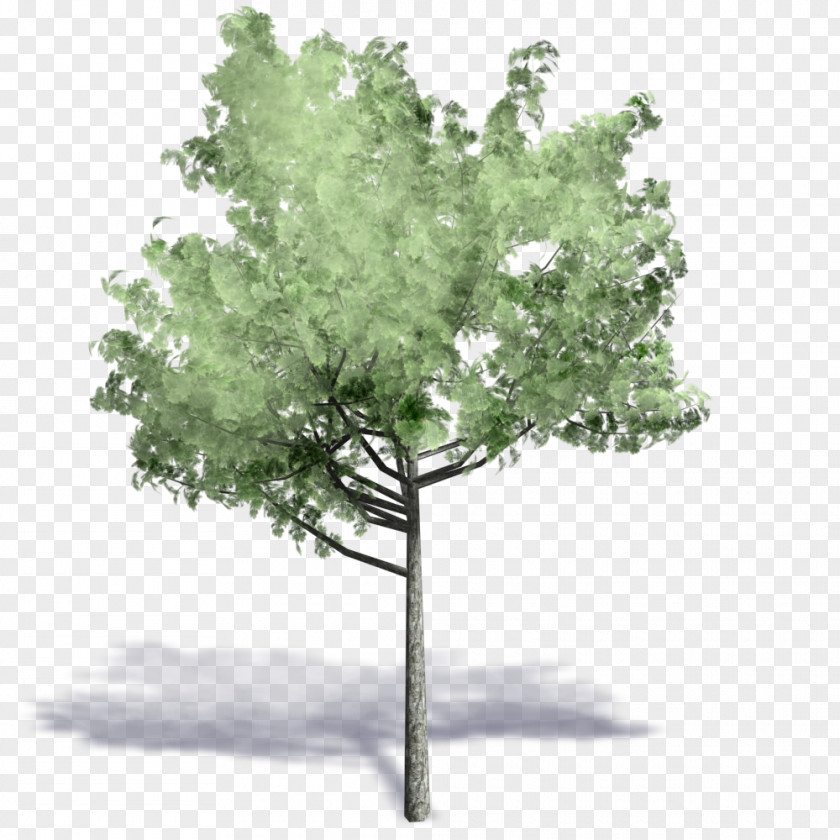 Cad Autodesk Revit Tree ArchiCAD Axonometric Projection .dwg PNG