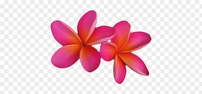 Cut Flowers Petal Flower PNG