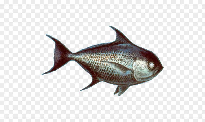Fish Milkfish Pomfret Pampus Argenteus Seafood Watch PNG