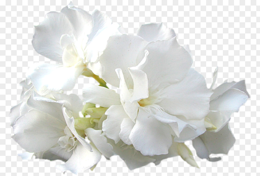 Hydrangea Mock Orange White Flower Petal Plant Cut Flowers PNG