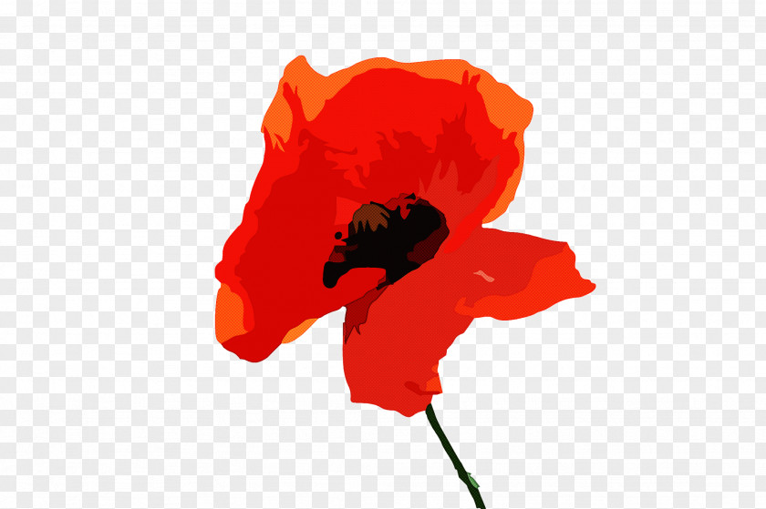 Coquelicot Red Flower Petal Poppy PNG