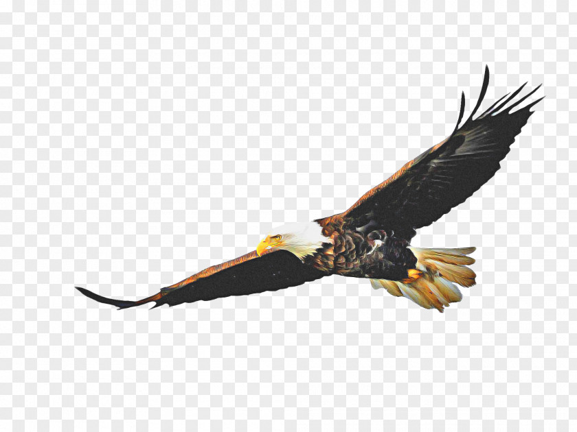 Falconiformes Hawk Bird Drawing PNG