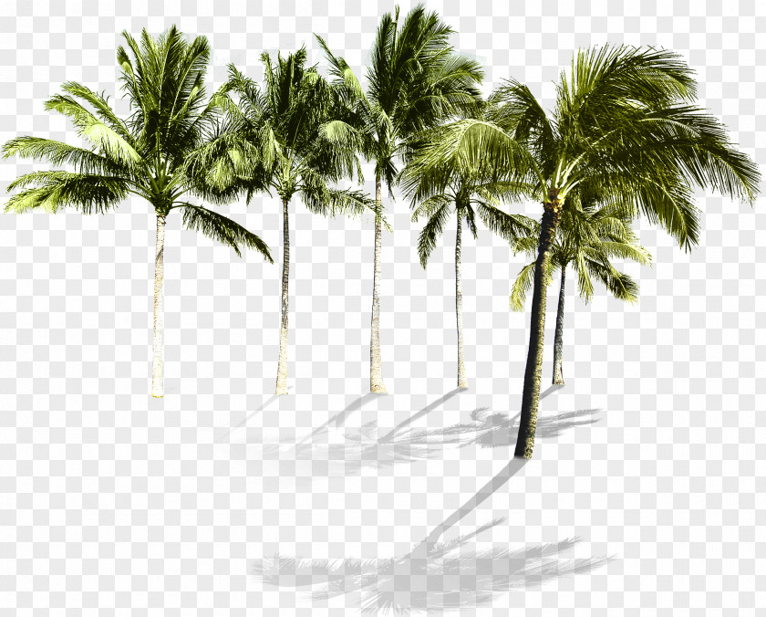 Tropical Coconut Grove Arecaceae Beach Tree Wallpaper PNG
