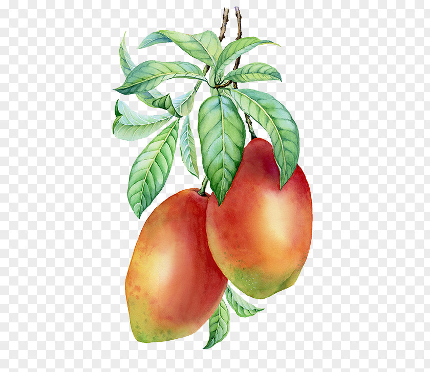A Bunch Of Mango Common Fig Painting PNG