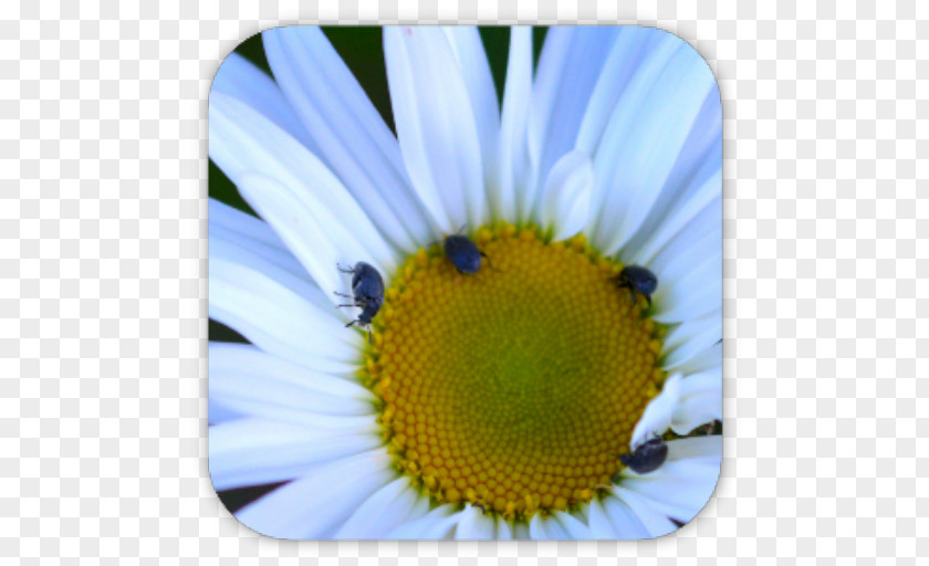 Bee Honey Nectar Oxeye Daisy Pollen PNG