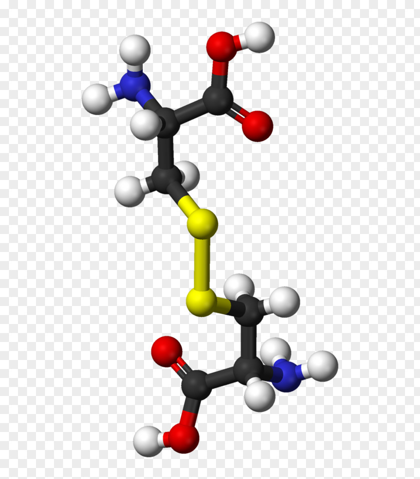 Cystine Cysteine Disulfide SLC7A11 Amino Acid PNG
