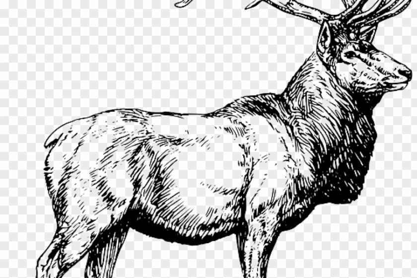 Deer White-tailed Elk Moose Hunting PNG