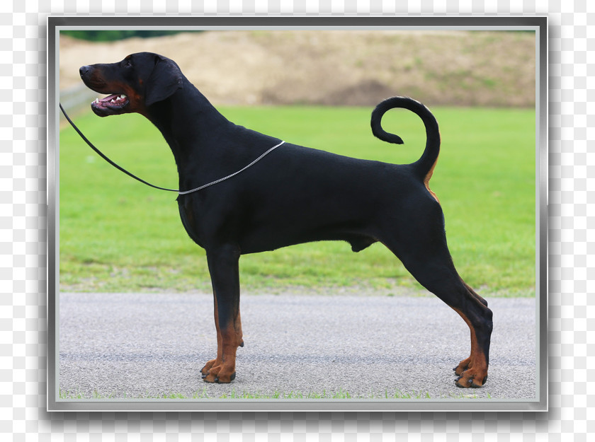 DOBERMANN Dobermann Black And Tan Coonhound German Pinscher Miniature Manchester Terrier PNG