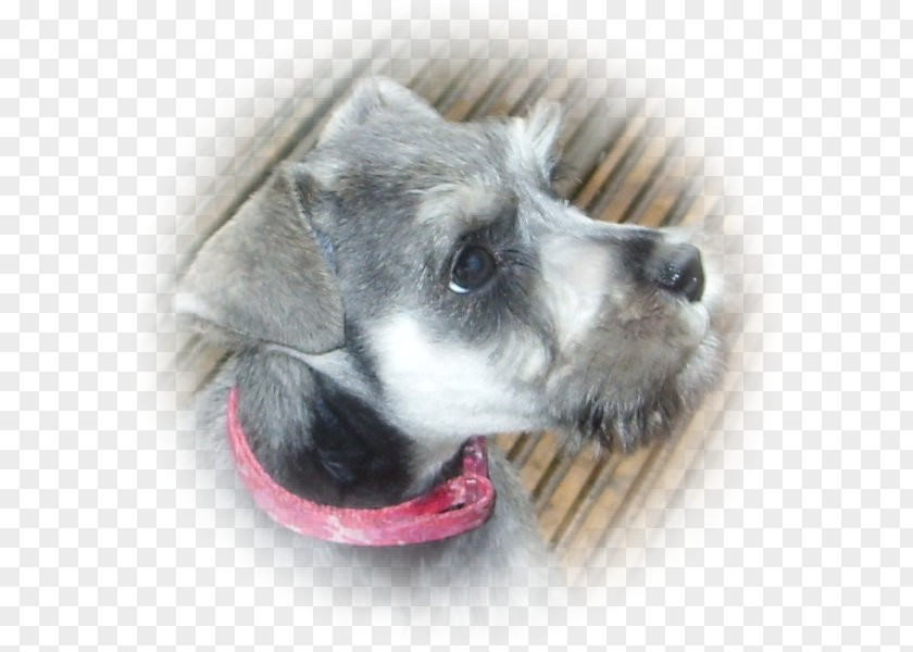 Miniature Schnauzer Standard Dog Breed Companion PNG