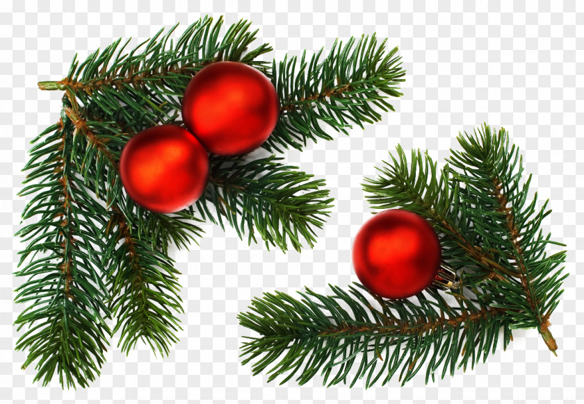 Needles Stock Photography Drawing Christmas Branch PNG