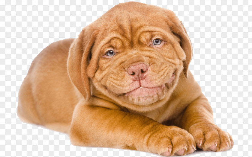 Puppy Dogue De Bordeaux English Mastiff Tibetan Greeting & Note Cards PNG