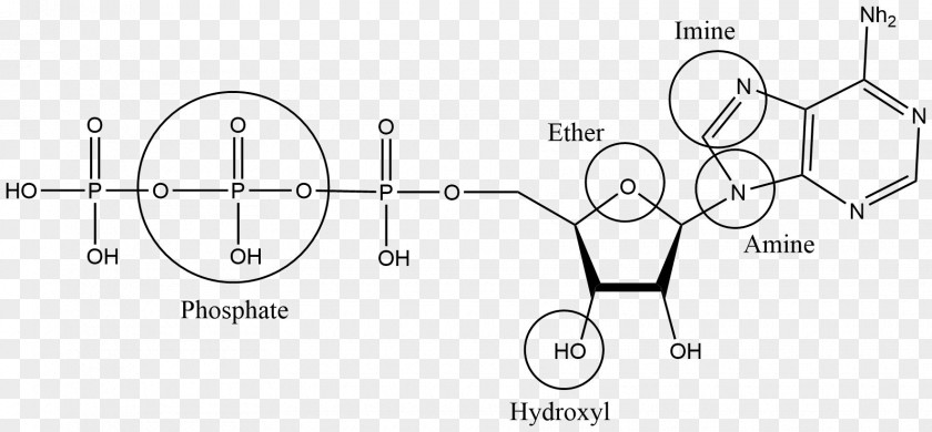 Biological Rosemary Grass Organic Chemistry: Structure And Function Functional Group Compound PNG