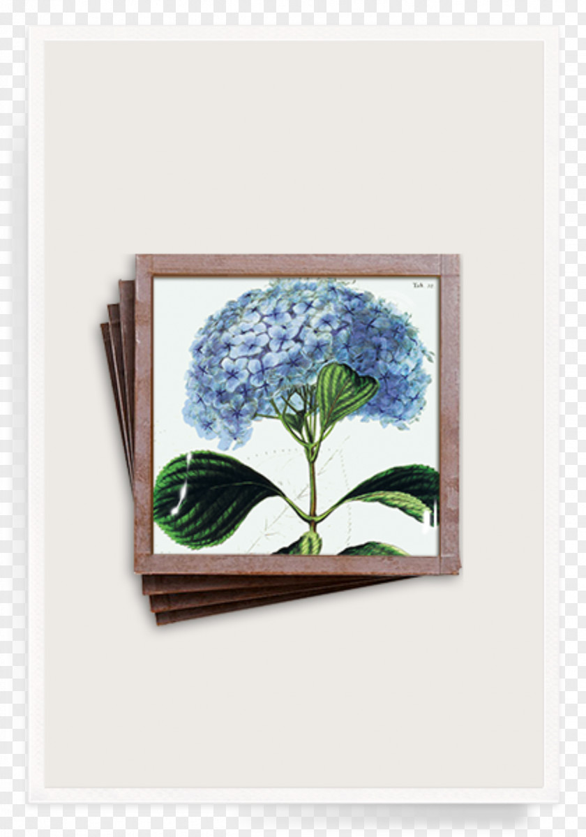 Blue Painting French Hydrangea Flower Picture FramesHydrangea Ben's Garden 'Blue Hydrangea' Trinket Tray PNG