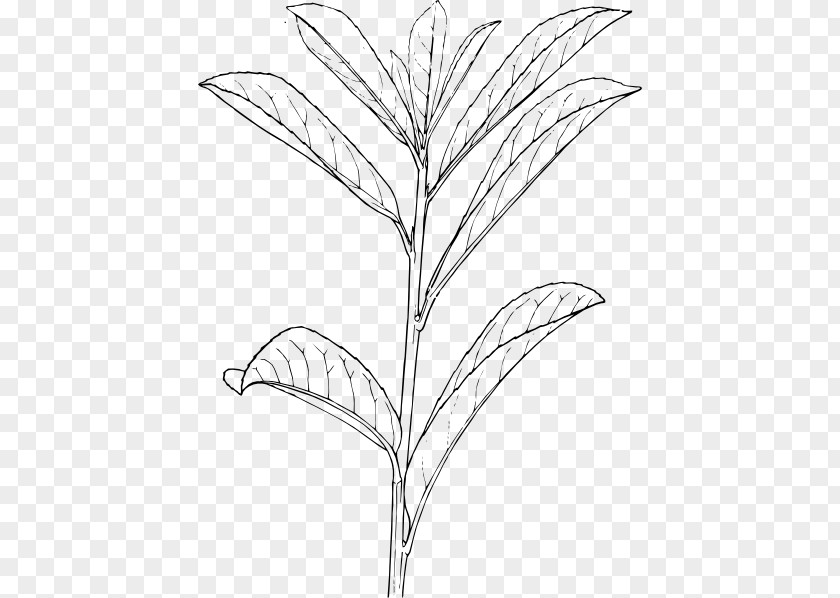 Drawing Plant Shrub Tree PNG