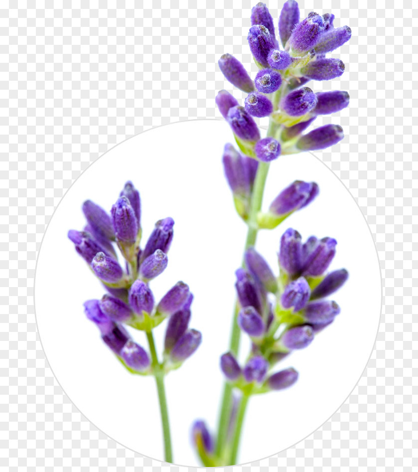 Lavender English Flower Stock Photography Oil PNG