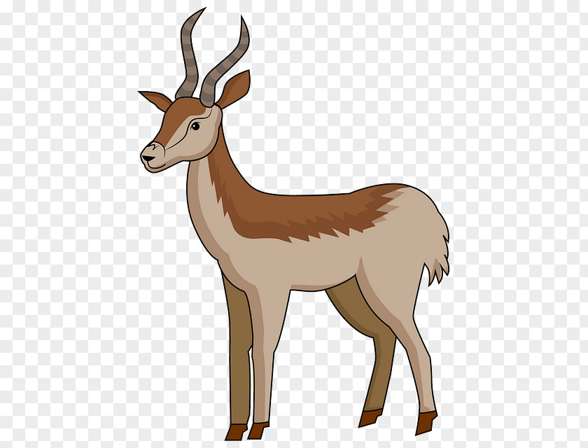 Pronghorn Roe Deer Antelope Wildlife Gazelle Cow-goat Family PNG