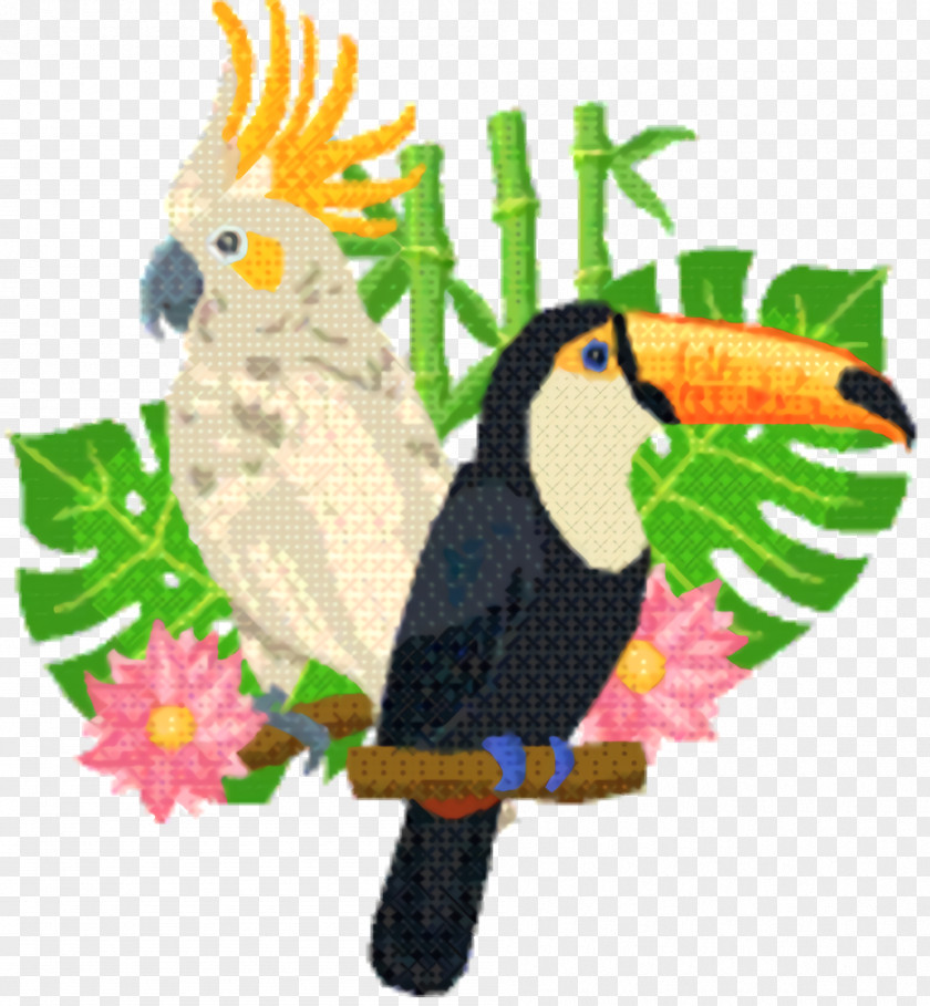 Cockatiel Piciformes Bird Parrot PNG