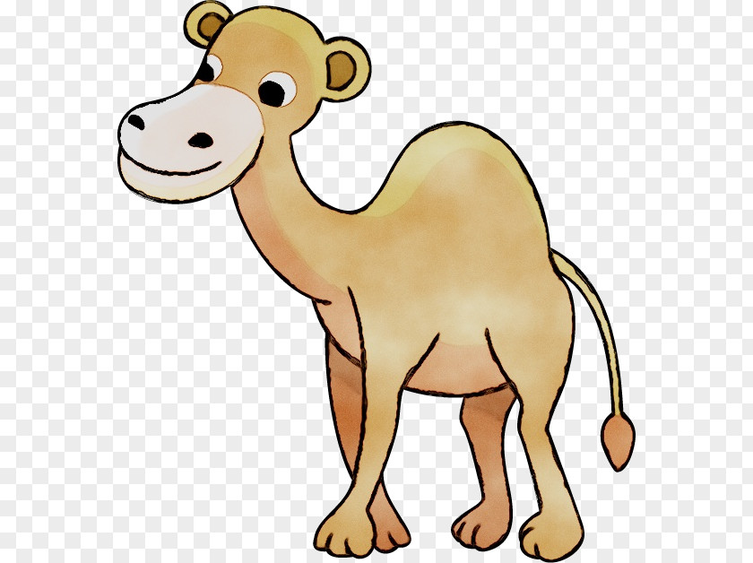 Dromedary Cattle Clip Art Bactrian Camel Mammal PNG