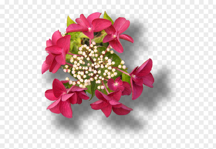 Hortensia French Hydrangea Petiolaris Cut Flowers Pink PNG