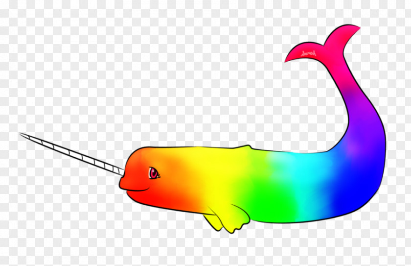 Narwhal Drawing Tusk Marine Mammal Rainbow PNG